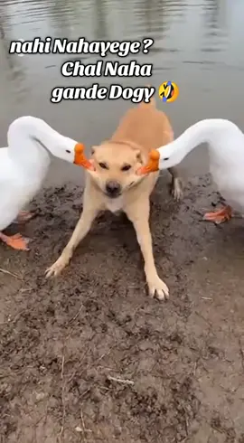 #goose #bathes #dog #funny #video #viralvideo #funnyvideos #foryoupage #trending #viral #foryou #sora #ai #sora2 #aivideo #duckvsdog #bath #PetsOfTikTok #plzviral🥺🥺🙏🙏foryoupage #fyp  #creatorsearchinsights 