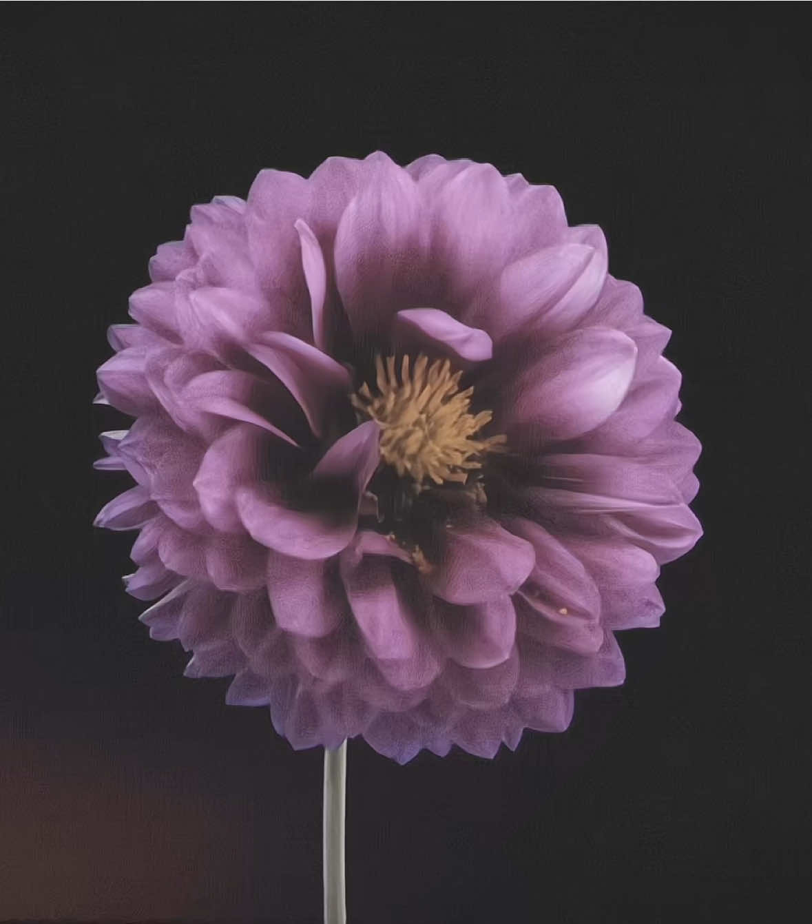 #DAZAIOSAMU || one of my favourite things dazai quotes #fyp #viral #bungoustraydogs #dazai @🔛🔝 first to see🤗