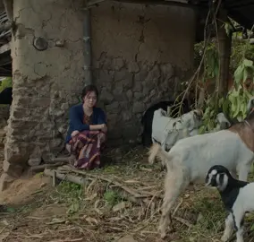 Jaari 2 - Song of Chyabrung (Movie Trailer) 🌸 #redpandacinemas #jaari2 #dayahangrai #mirunamagar #nepalimovie