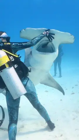 I just want to play with sharks and dolphins 🦈🐬🩵 #diver #underwater #dive 