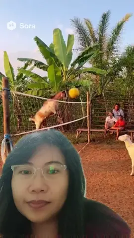 #duet with @𝐒𝐢𝐧𝐞 𝐒𝐨𝐫𝐚 #foryou  Yaaay galing ng mga kambing mg volleyball ah😃😃😃😃 #goats #duet 