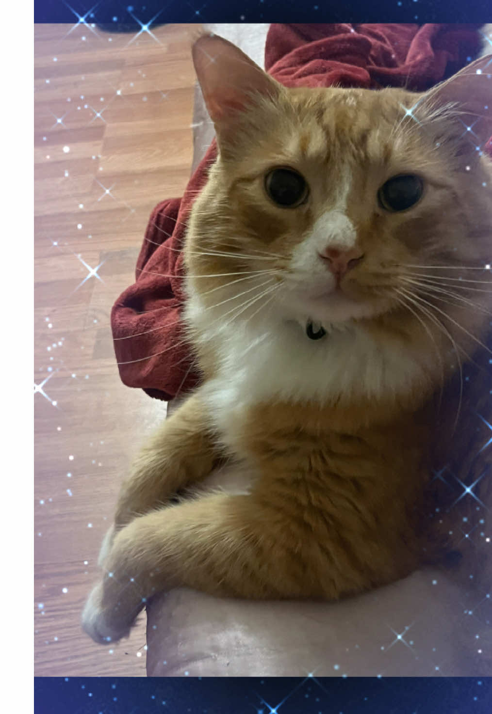 My cats 🐈🐈‍⬛🐈🐈‍⬛🐈##fy##viral##catsoftiktok##tiktokcats##tiktok