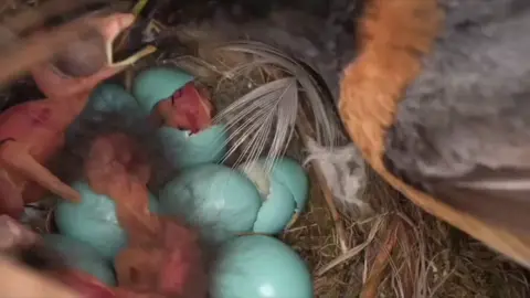 #动物世界 #野生动物零距 #禁止非法捕猎 #爱护大自然保护野生动物 