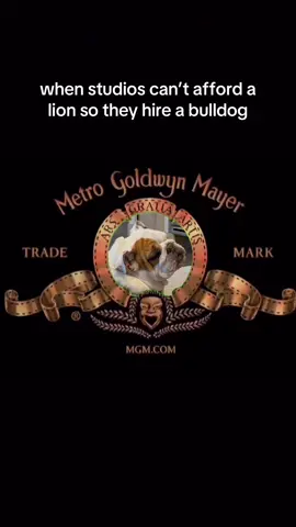 I’m definitely the better choice. My bullyraptor roar is better than any lions. 🦁 #englishbulldog #bulldoglife 