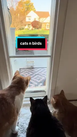 Mornings are busy over here #tiktokcats #funnycat 