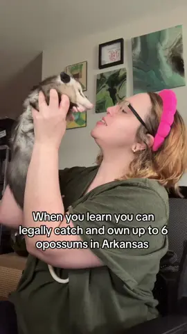 But in reality my two opossums were not caught for this purpose, they were found in dire circumstances and desperately needed help. #opossumsoftiktok #opossum #possumsoftiktok 