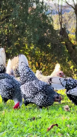 Sebright — Ayam Kecil dengan Keanggunan Seorang Bangsawan