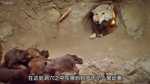 #动物世界 #野生动物零距 #禁止非法捕猎 #爱护大自然保护野生动物 