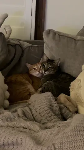 Rich in life because I come home to this… #cat #cutecat #catvideo #catlover #foryoupagе 