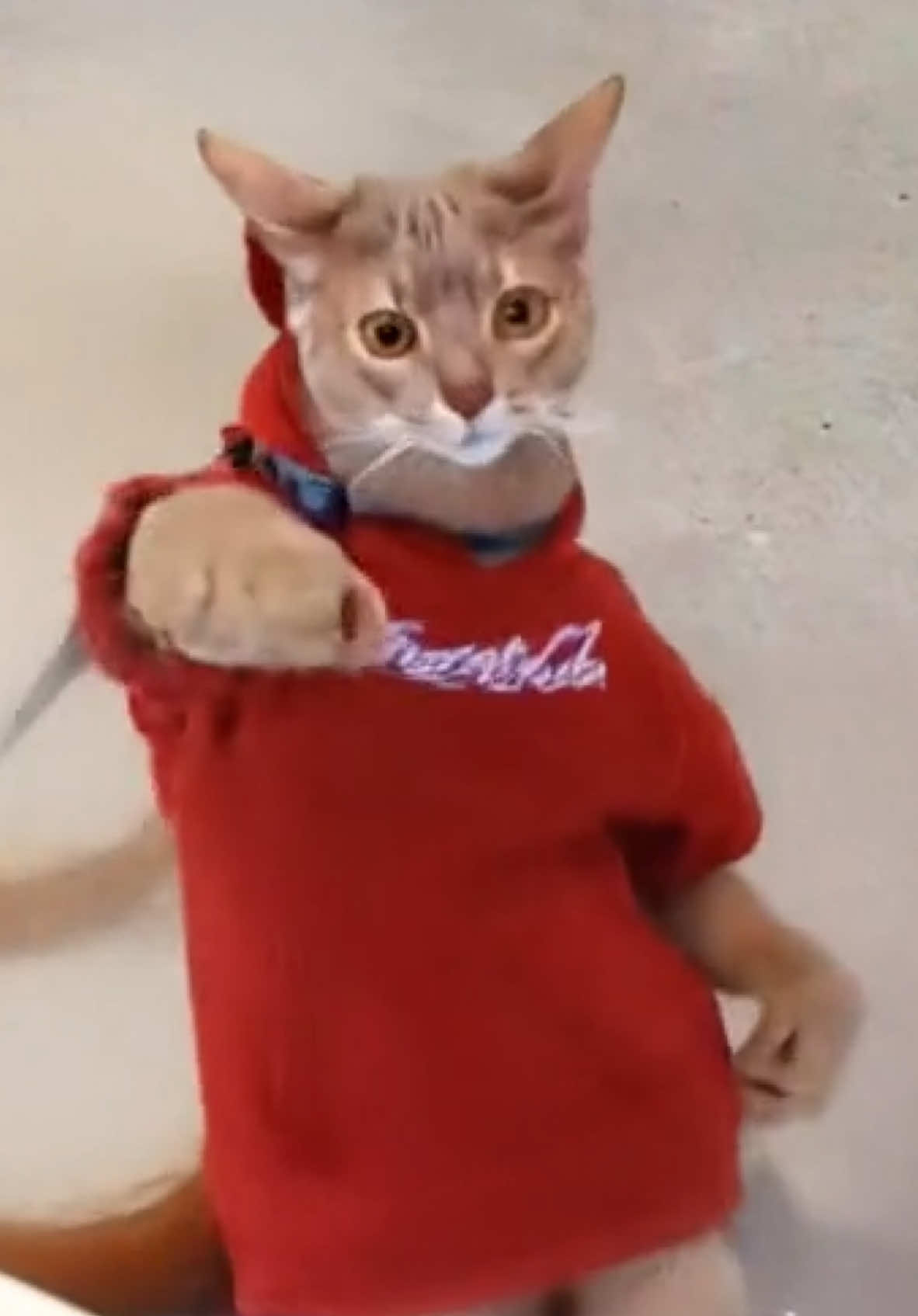 ye～#fentysuperbrandday #LanguageLearning #catmeme #cat #Love #catdance #dance #catdancechallenge #dancers 