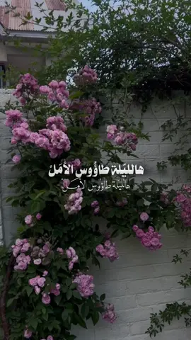 السَّلامُ عَلَىٰ الحَوْراءِ زَيْنَبْ مَابَقِيَ الدَّهْرُ  ومَا أشْرَقَتْ شَمْسٌ ومَا طَلَعَ البَدْرُ. 🤍🌿#باسم_الكربلائي #ولادة_السيدة_زينب #ياسر١٤٢٥هـ 