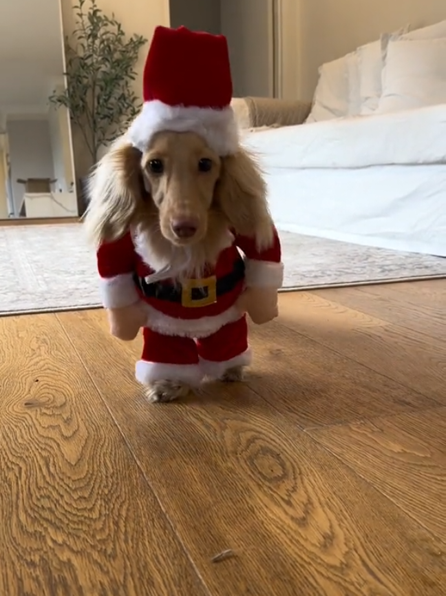 #dog Fantasia de papai Noel para cães.  Quer o link? #foryoupage #foryou #vaiprofy #achadinhosshopee 