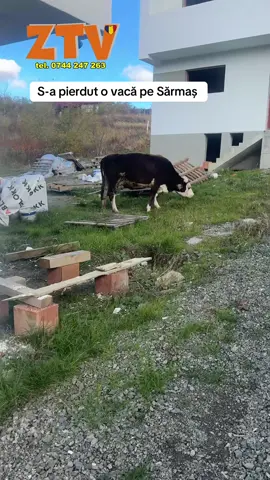 S-a pierdut o vacă pe Sărmaș #ztv #zalau #salaj 