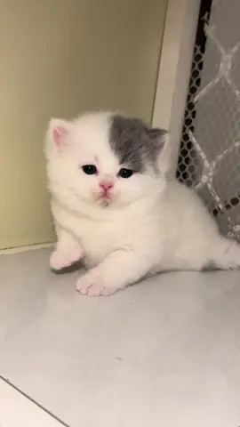 🌻#adopsikucingjogja #adopsikucing #cute #kucing #funny 