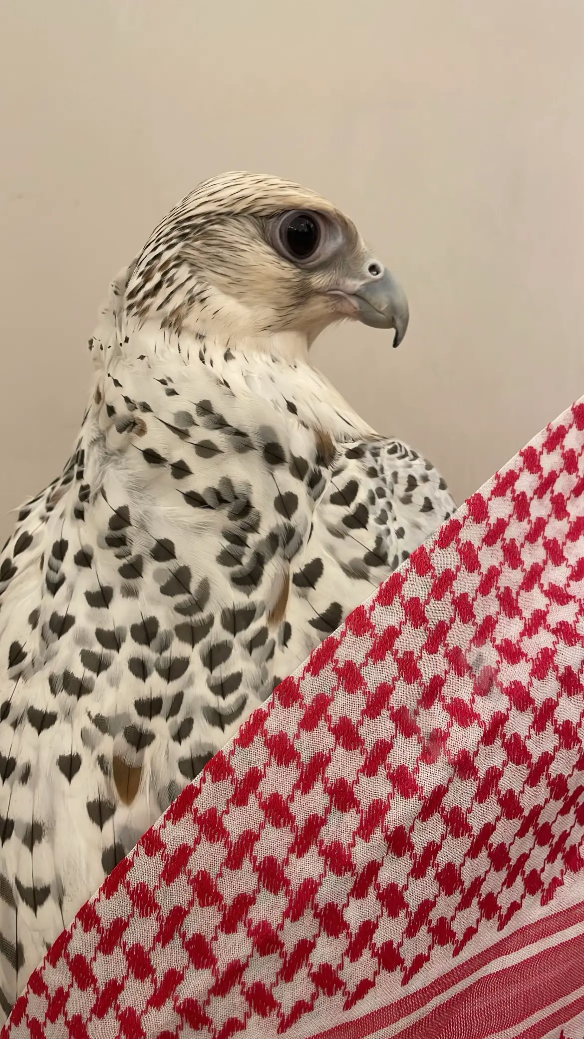 #explore #fyp #fypシ゚ #صقر #forever #الشعب_الصيني_ماله_حل😂😂 #اكسبلور #الهاشتاقات_للشيوخ #Love 