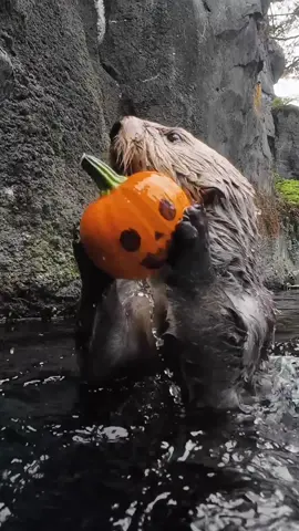 punkin dunkin  #otter #animals #halloween #pumpkin #oregonzoo 