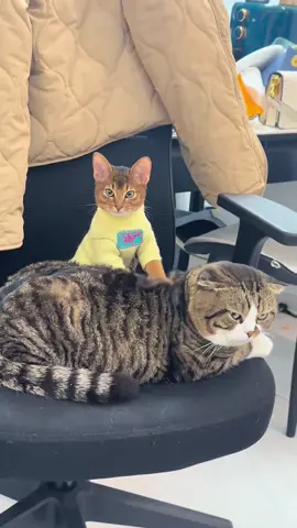 that’s gotta feel good (song: ilyTOMMY - sick & tired 3) @sims #ilytommy #undergroundmusic #hoodtrap #catsoftiktok #tiktok 