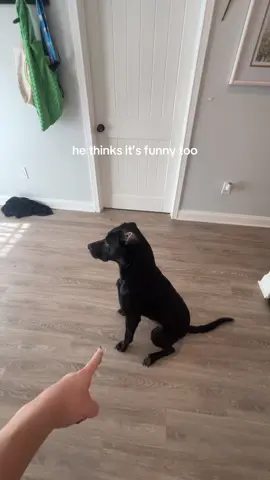 i coulda told him my gma died and he woulda reacted this way too #dogs #fyp #funny #toy