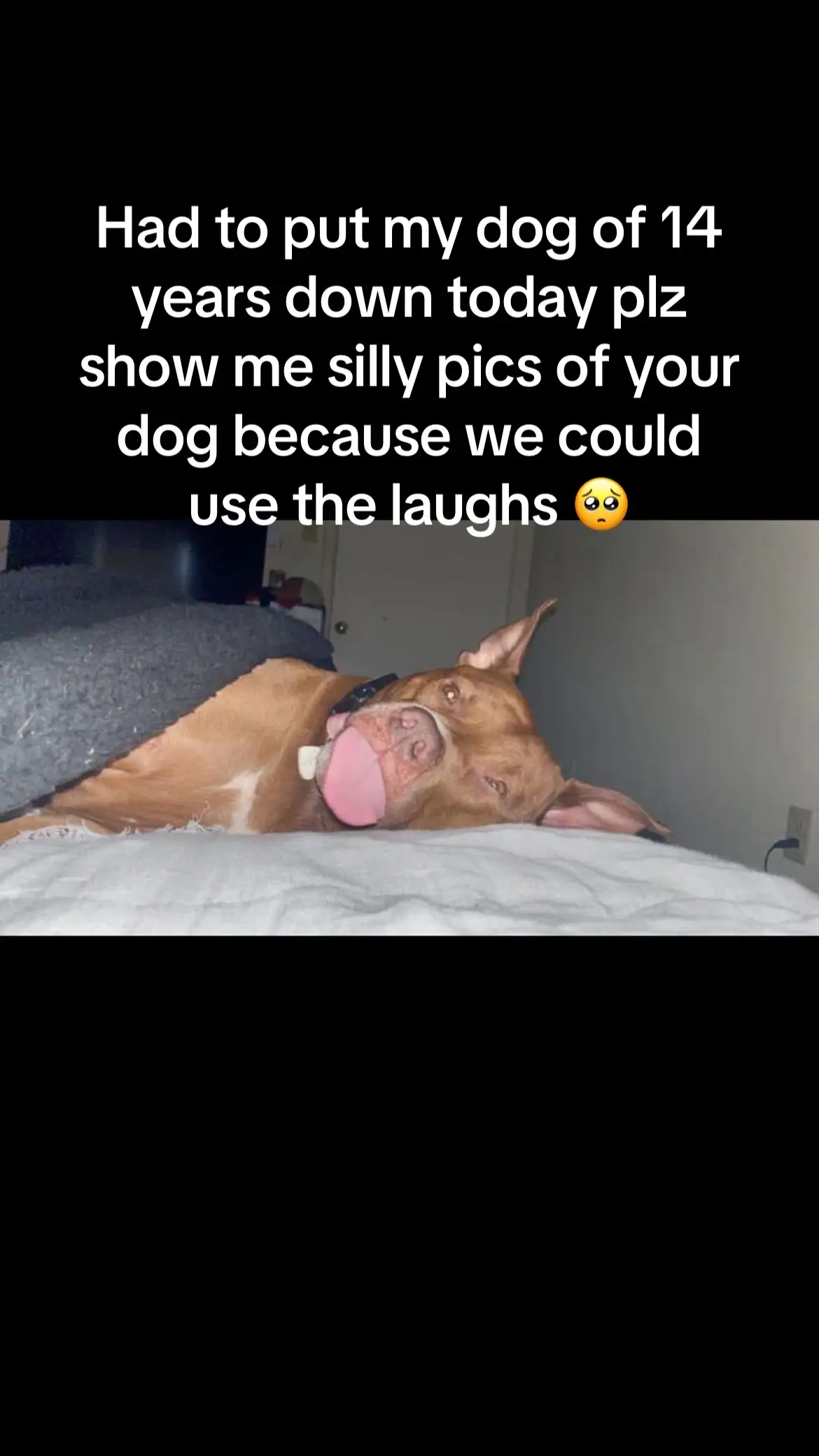 #dog #familydog #olddog #dogtok 