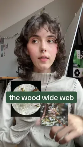 plants speak amongst themselves in toungues that we cannot comprehend  #plants #STEM #EduTok #biology #nature 