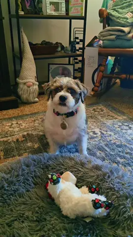 #soulshine #what #foryou #fypシ゚viral #dogsoftiktok 