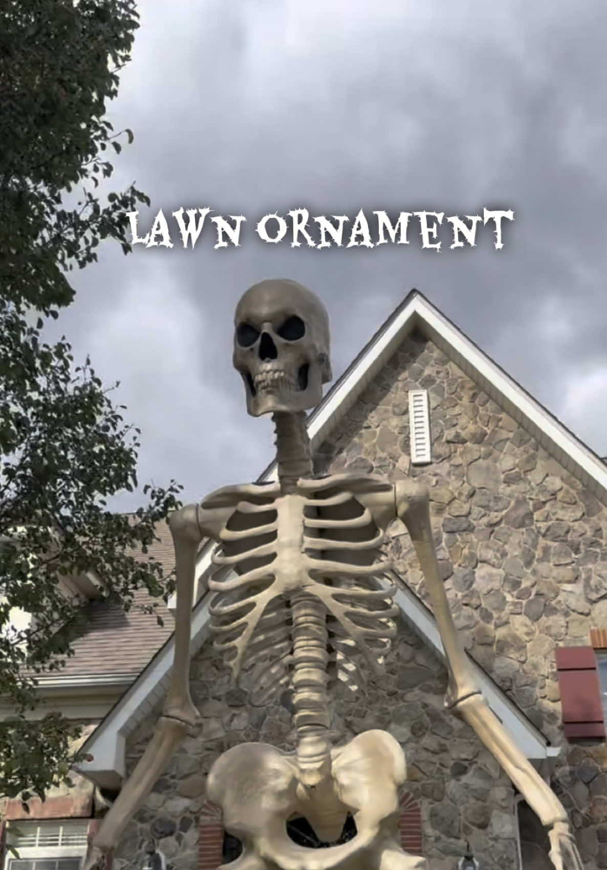 Soooo. Mawma says tan not allowed to eat theee bones… she says she Told my gandpaw to WAIT for her to put it together. But he didn’t ( as usual!) so when she finally was able to do it. They ended up having to TAKE IT ALL APART & start over bc it was all wrong. he’d done the legs and was at the pelvis. He was going to climb a ladder to do the rest. Um NO.  It’s  12 ft talll!! She was like. We need to lay it down and build and then stand it up. Dude never reads directions. #oyvey #halloween #halloweendecor #skeleton #halloween2025 