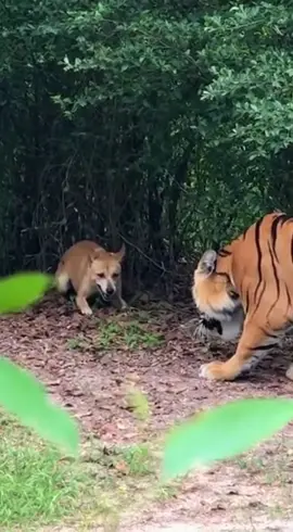 #FunnyAnimals #HeroCat #ScaredyTiger #ViralVideo #KittenPower