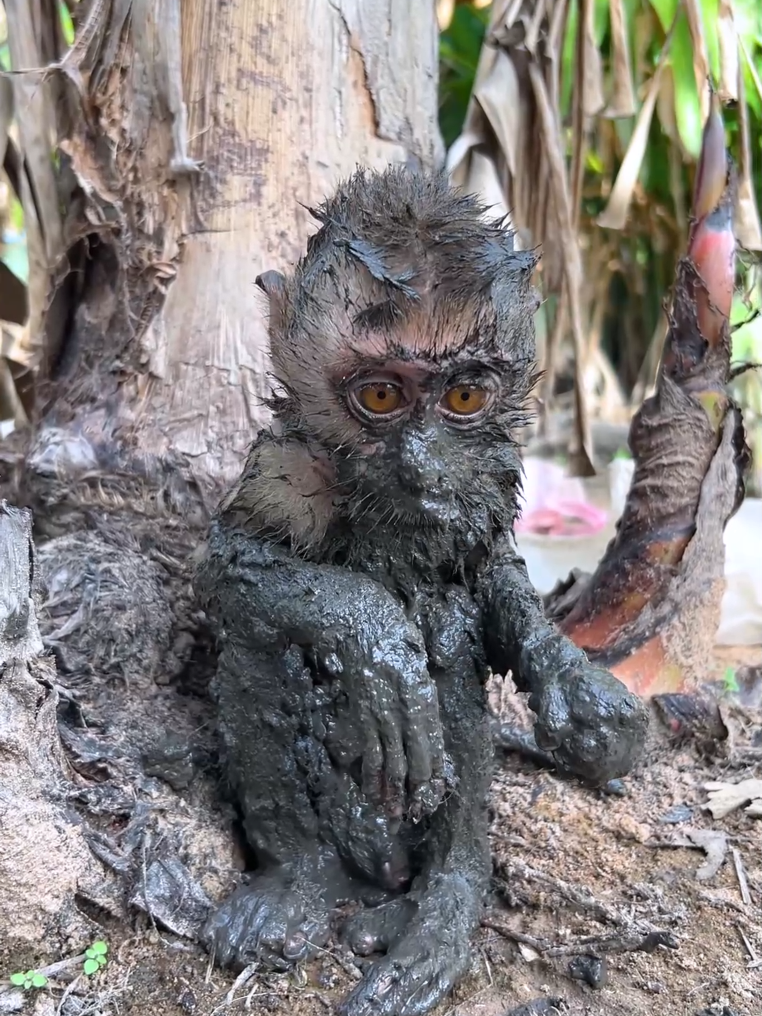 #tiktok #foryou #videomonkey #Funny #smartlittlebabymonkey #🥰🥰cuteness🥰🐒overload🥰monkey🐒🐒bhai #babymonkey🐒❤️ #poorlittlebugonthewall