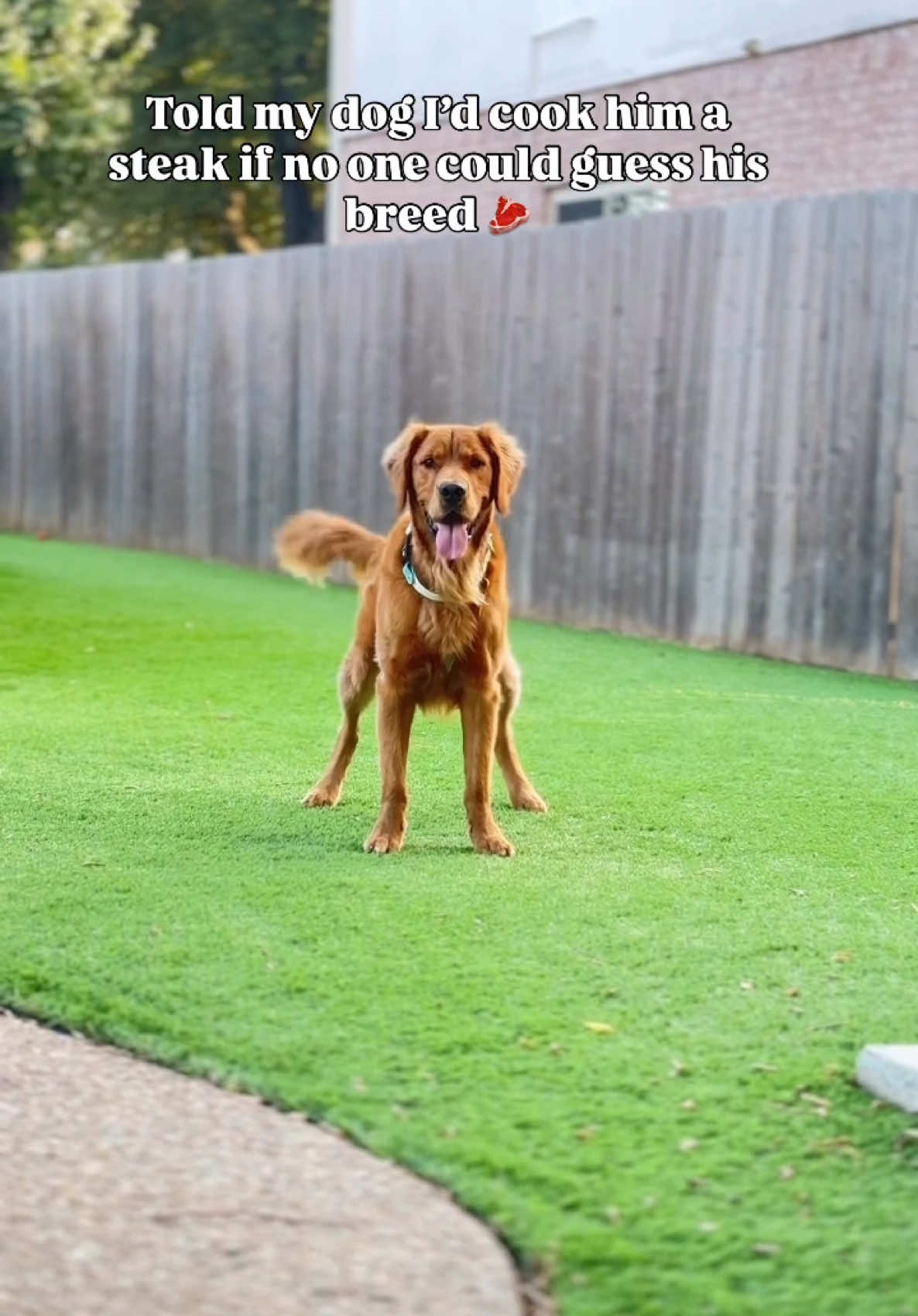 Help your boy out, wrong answers only 🐶🥩 #dogsoftiktok #dogbreed #steak  