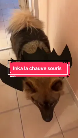 Comment tu trouves pas petite chauve souris ? #chauvesouris #deguisement #halloween2025 #chiendeguisé 