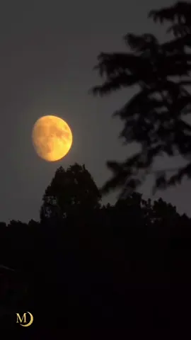 #foryoupage❤️❤️ #viral #creatorsearchinsights #afghanistan🇦🇫 #sad 