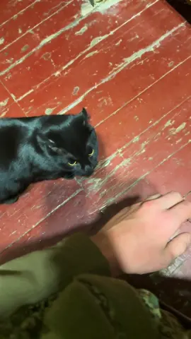 #рекомендации #кот #кот