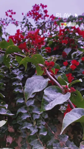 سويله تاك#هشتاكاتي_الترند_المشهوره #الشعب_الصيني_ماله_حل😂😂 #هاشتاكاتي_🔥 #هاشتاكاتي_🔥 #لعيون_الاصايل🥇🧿 