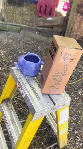 #florabiomeliveprobiotic #florabiome #goats #first my very first product. I am happy to show everyone what they need to get to enhance their gut health to increase their longevity in this long beautiful life that we live.