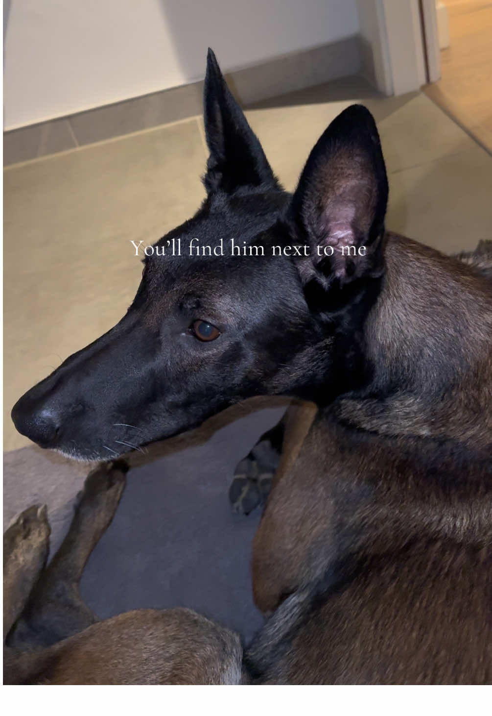 Guardian boy #malinois #belgianmalinois #dogsoftiktok #pets #perros 