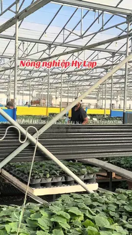 Làm thuê ở nơi xứ người #xuhuongtiktok2025 #xkldhylap #tranthuy#cuộc sống Châu Âu