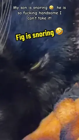 Sorry about the #sound quality 😞 I still wanted to share because he’s so #handsome . I love my son so much  #catmom #blackcats #fyppppppppppppppppppppppp 