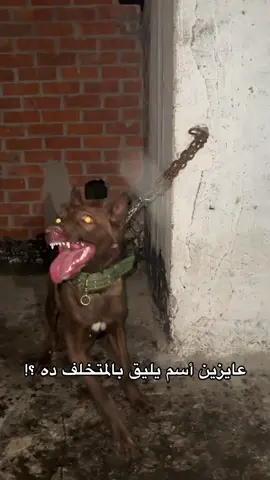 #الشعب_الصيني_ماله_حل😂😂 #كلاب_مالينو🔥❌ #كلاب_شرسة🐕💥 #جزائري🇩🇿 #f#fyp 