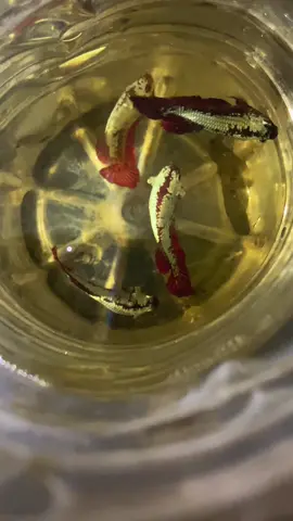 Red samurai #bettaworld #banjarnegara #bettafish #cupanghiasindonesia 