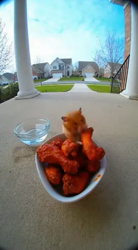 🚨 CAUGHT ON RING CAM: This hamster just met his final boss… 🌶️🔥 He thought it was dinner. It was doom. 💀😂 #fyp #viral #Trending #Funny #ai