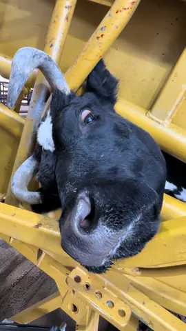 Medicine is kicking in and she’s not happy #junglejimsfarm #moonshinetheminilonghorn #minicow #brokenhoof #squeezechute 