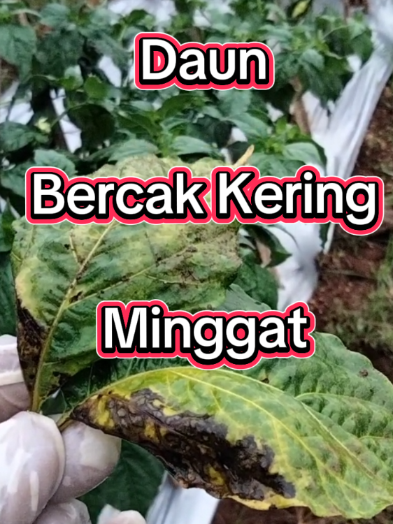 #petanimuda #petani #cabe #caberawit #petaniindonesia 