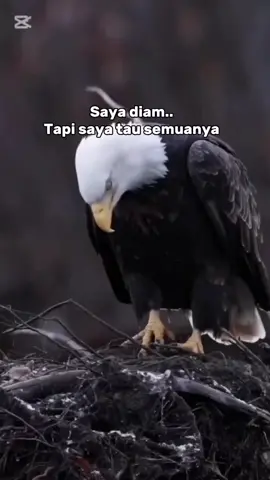 Assalamu'alaikum #fyp 