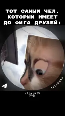 пов: тот самый чел который имеет много друзей #cats #memes #Jazmemes 