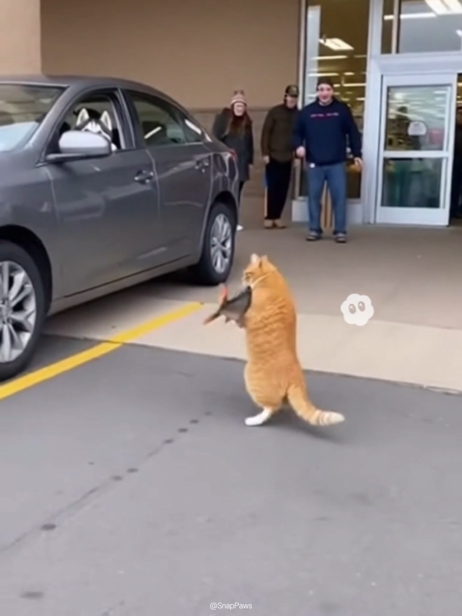 His homie Husky was waiting outside the store 😂#orangecat #catmemes #cat