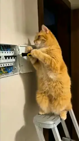 Кот Вася справитса🤣#кошка #смешноевидео #fyp 