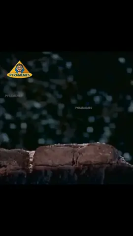 نصبوا الصوااان 😫😫#حاسبات_ومعلومات #tanta_university #EELU 