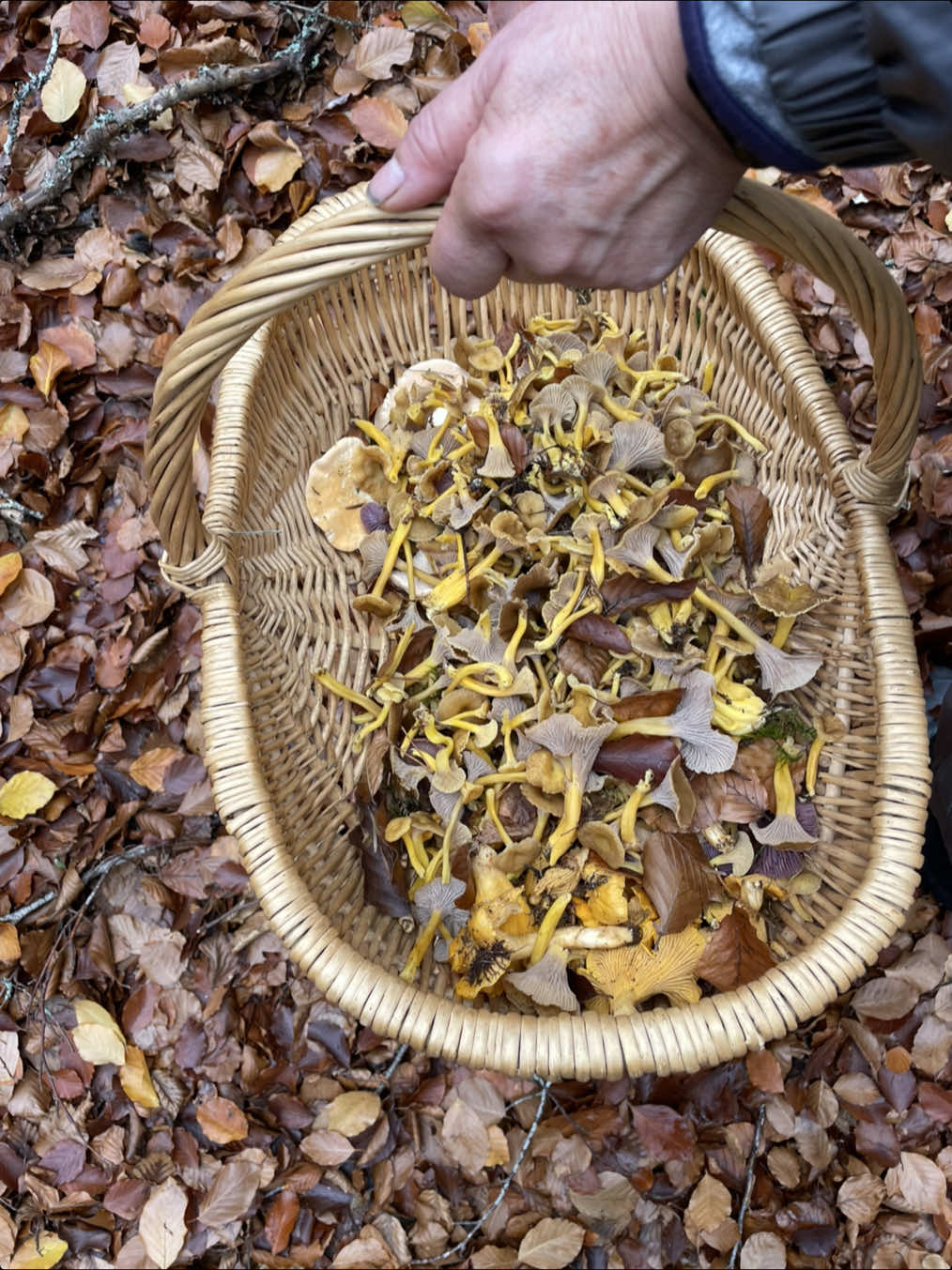 Mood automne 🍁🍄‍🟫🌳 vous me conseiller de les cuisiner comment ? 