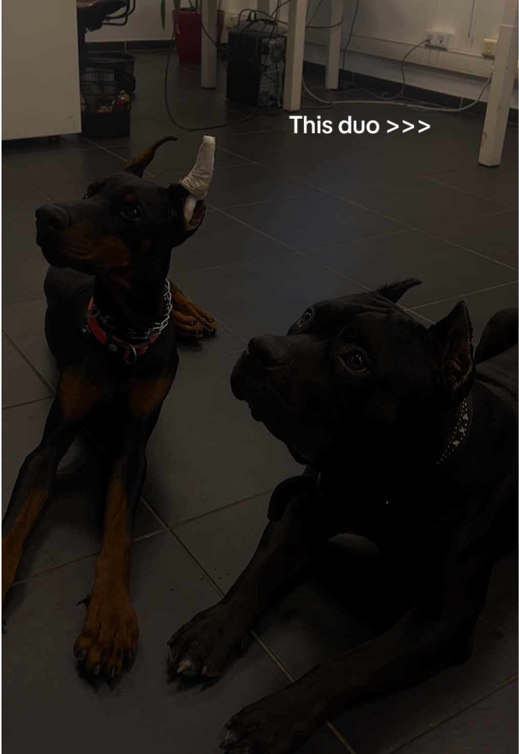 🖤🖤  #doberman #americanbullyofficial #fyp #dogsoftiktokviral #
