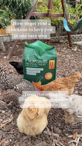 Your chickens are probably molting right now and could use some extra protein! Get them the right snacks that they love and are good for them! #chickentreats #backyardchickens #chickenkeeper #chickenfeed #chickensoftiktok 